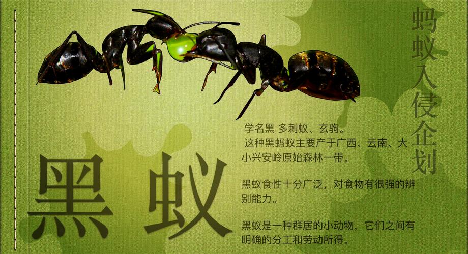 探索黑蚂蚁的神秘世界