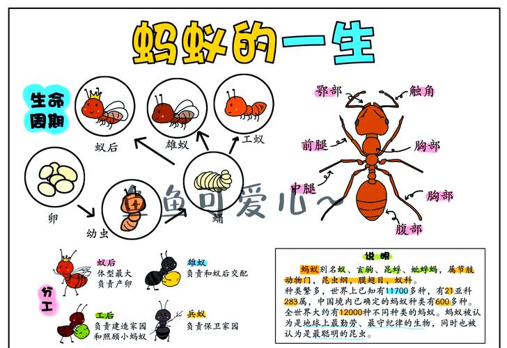 探索黑蚂蚁的神秘世界